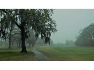 Fairway on a foggy morning.