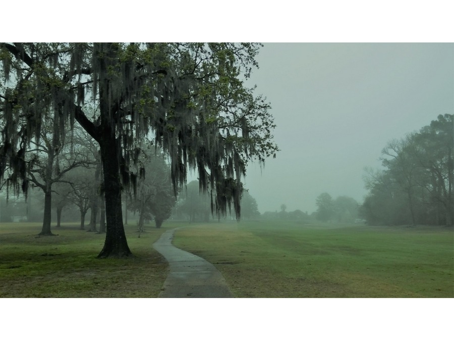 Fairway on a foggy morning.