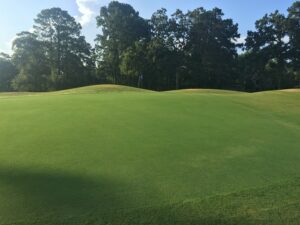 Well-manicured green with woods in the background.