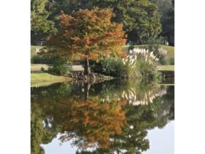 Elevated green and trees reflected in the glassy lake water.