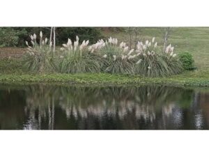 Plants and grass reflected in the water below.