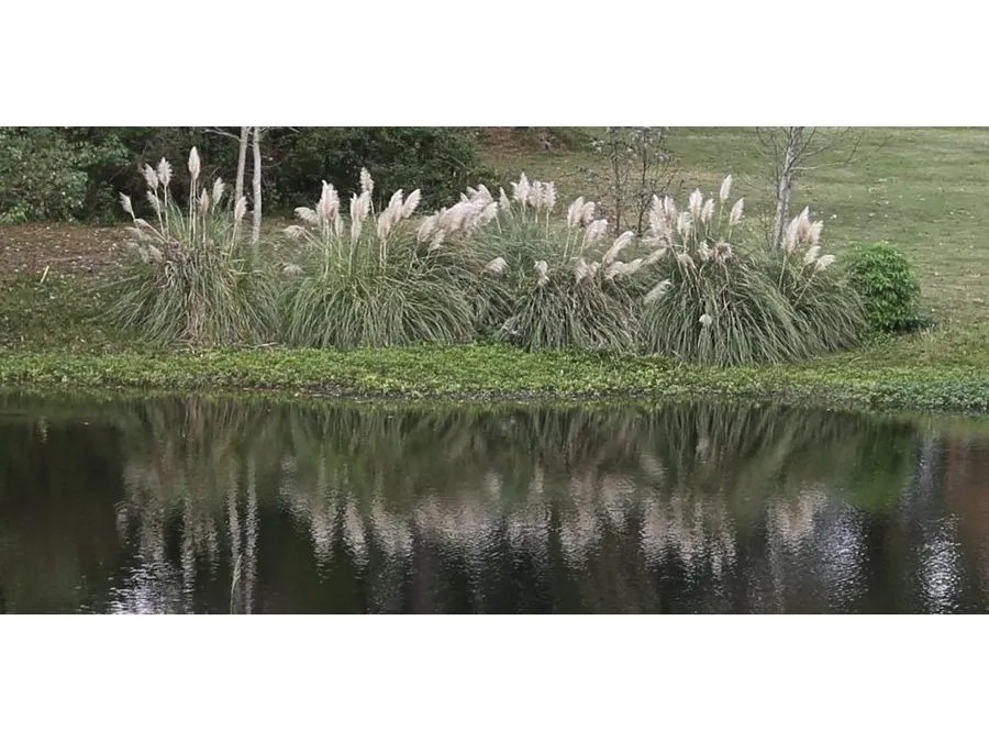 Plants and grass reflected in the water below.